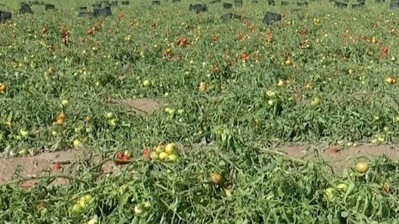 تگرگ سهمگین چگونه ۵۰۰ هکتار گوجه‌فرنگی جنوب بوشهر را نابود کرد؟