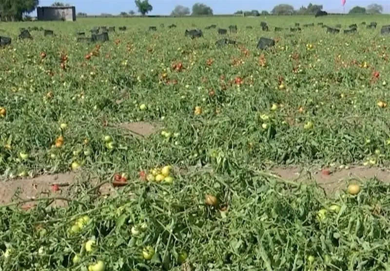 تگرگ سهمگین چگونه ۵۰۰ هکتار گوجه‌فرنگی جنوب بوشهر را نابود کرد؟