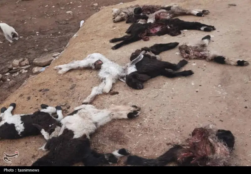 حمله مرموز به گله جونک؛ پلنگ واقعی بود یا گرگ سایه‌وار؟ +تصویر