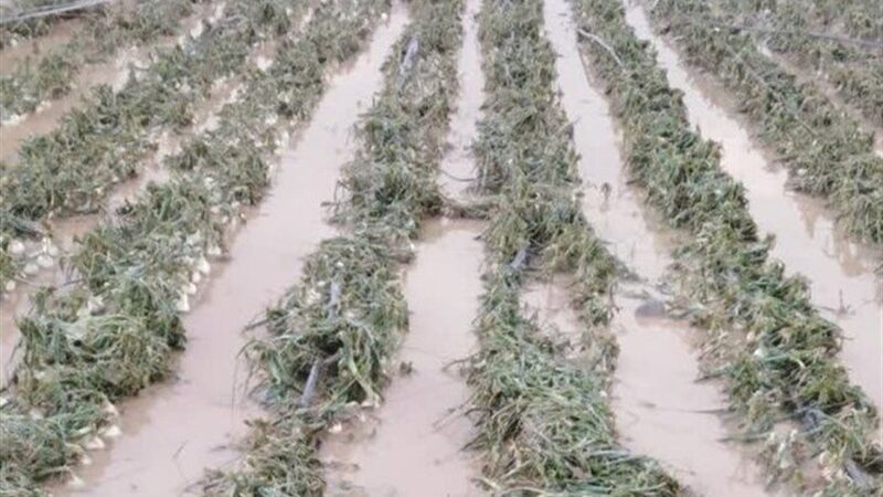 خسارت بی‌سابقه تگرگ به کشاورزان جنوب بوشهر؛ دولت باید فوراً وارد عمل شود!