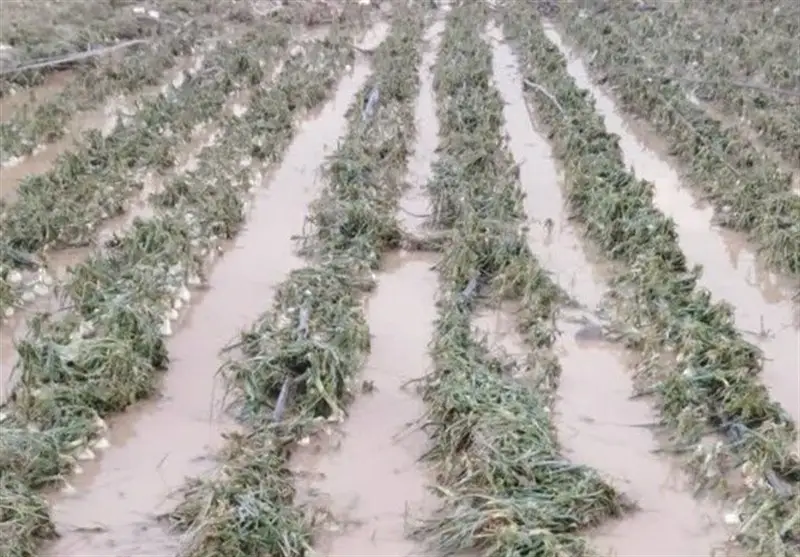 خسارت بی‌سابقه تگرگ به کشاورزان جنوب بوشهر؛ دولت باید فوراً وارد عمل شود!