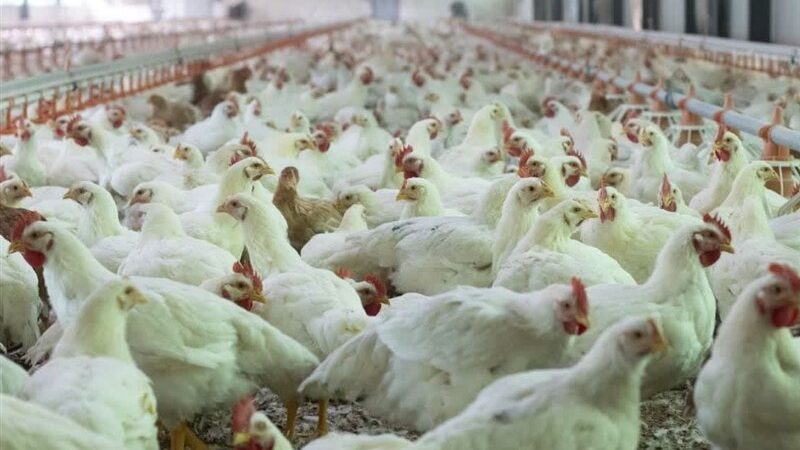 مرغ ماه رمضان و شب عید در مازندران به‌وفور تأمین شد؛ دلال‌ها کنار زده شدند!