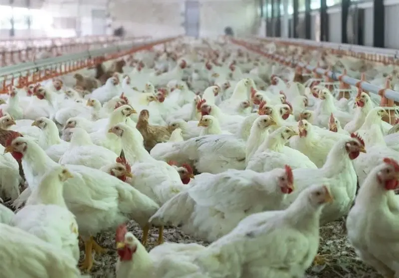 مرغ ماه رمضان و شب عید در مازندران به‌وفور تأمین شد؛ دلال‌ها کنار زده شدند!