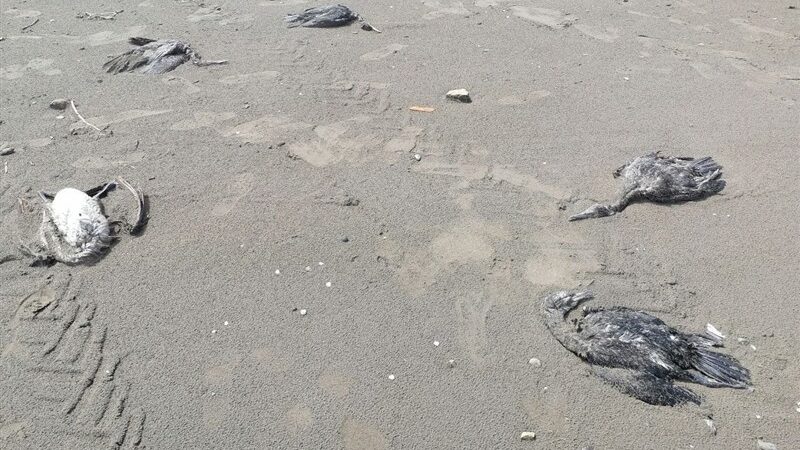 تلفات دردناک باکلان‌ها در رودسر؛ محیط‌زیست: این فاجعه قابل پیشگیری بود