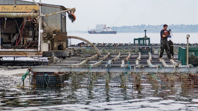 هشدار جدی در دریای خزر؛ باکو به‌زور استراتژی صید را کنار گذاشت و به آبزی‌پروری صنعتی روی آورد!