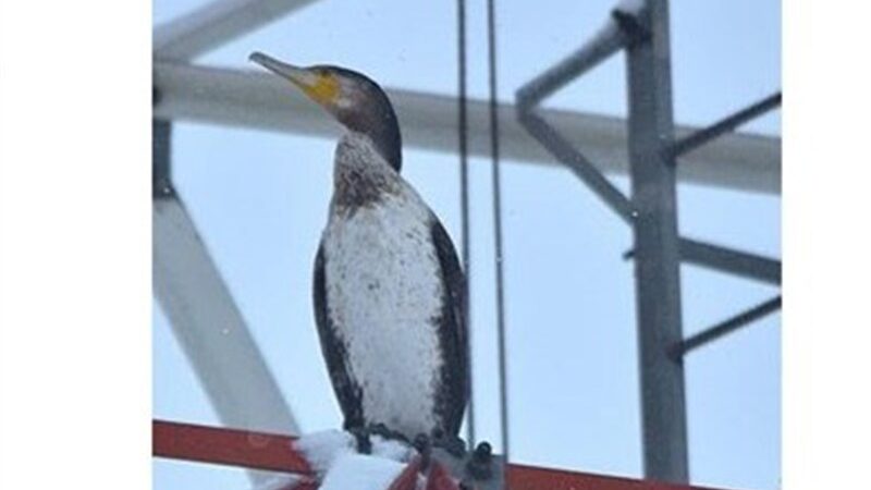 شگفتی در شهرضا؛ اولین مشاهده باکلان ماهی‌خوار در زیستگاه آبی شهر!