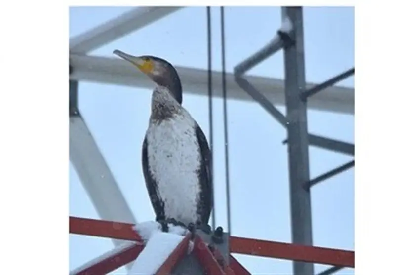 شگفتی در شهرضا؛ اولین مشاهده باکلان ماهی‌خوار در زیستگاه آبی شهر - وب‌گردی