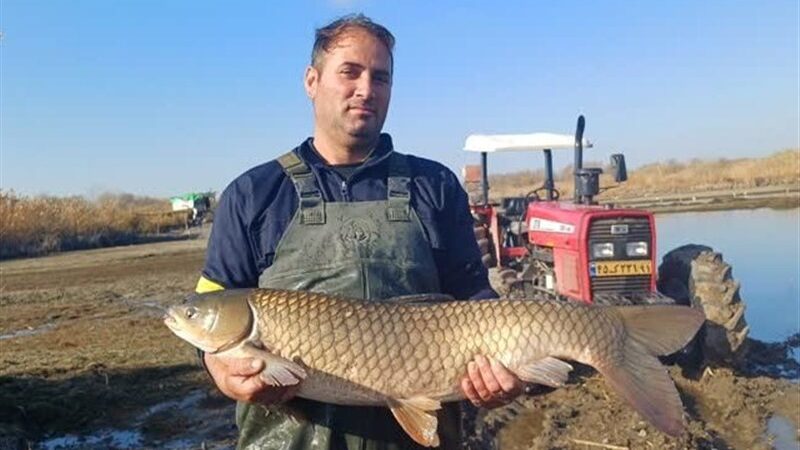 رکوردشکنی پارس‌آباد در تولید ماهیان گرمابی؛ ۲۵۰۰ تن در راه است!