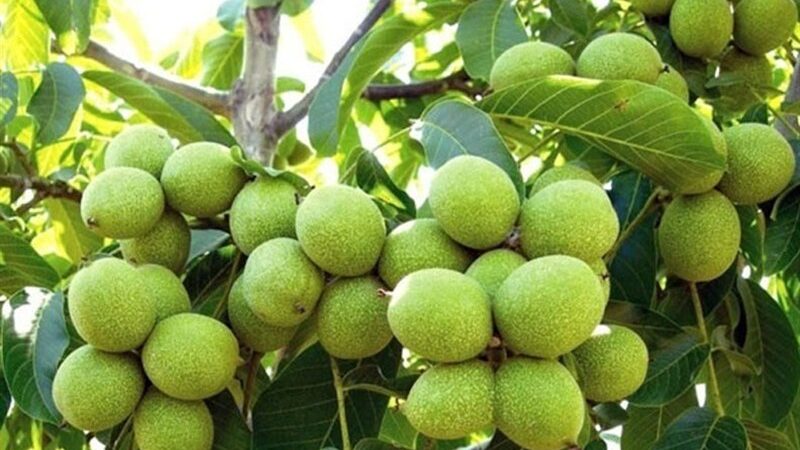 نهالی معجزه‌آسا که در مناطق خشک تا 10 تن گردو می‌دهد!