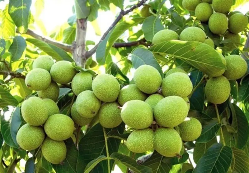 نهالی معجزه‌آسا که در مناطق خشک تا 10 تن گردو می‌دهد!