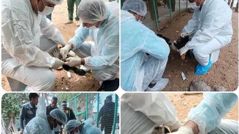 پایش دقیق آنفلوآنزای پرندگان در باغ پرندگان بوشهر؛ سلامت پرندگان زیر ذره‌بین قرار گرفت