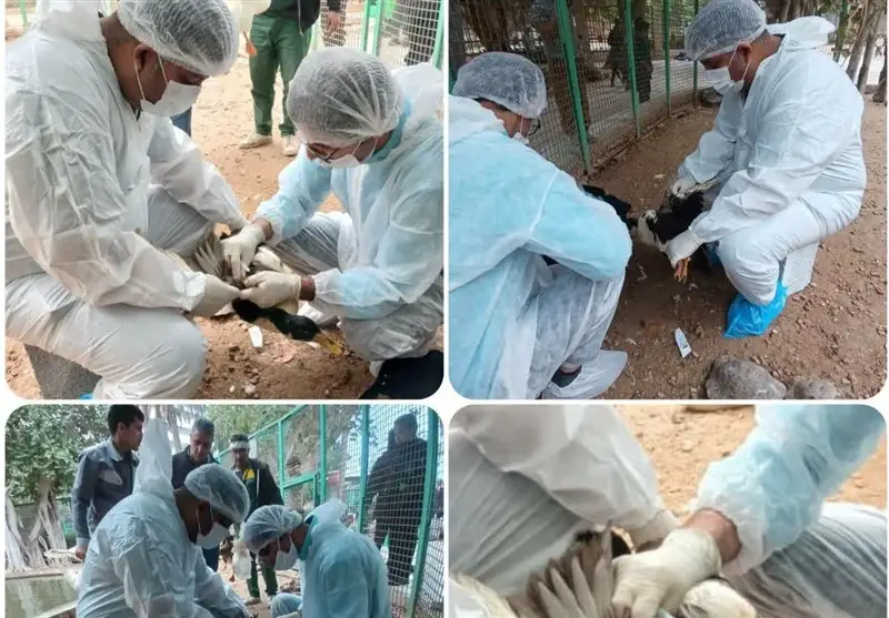 پایش دقیق آنفلوآنزای پرندگان در باغ پرندگان بوشهر؛ سلامت پرندگان زیر ذره‌بین قرار گرفت