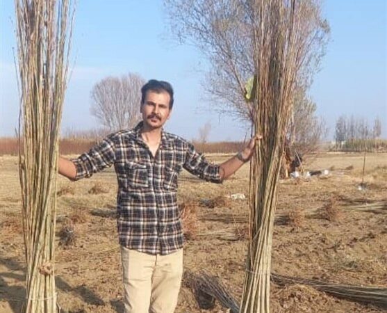 نهالستان شاهسون قیمت‌های شگفت‌انگیز نهال صنوبر و گردو را برای اولین بار در ایران ارائه کرد!