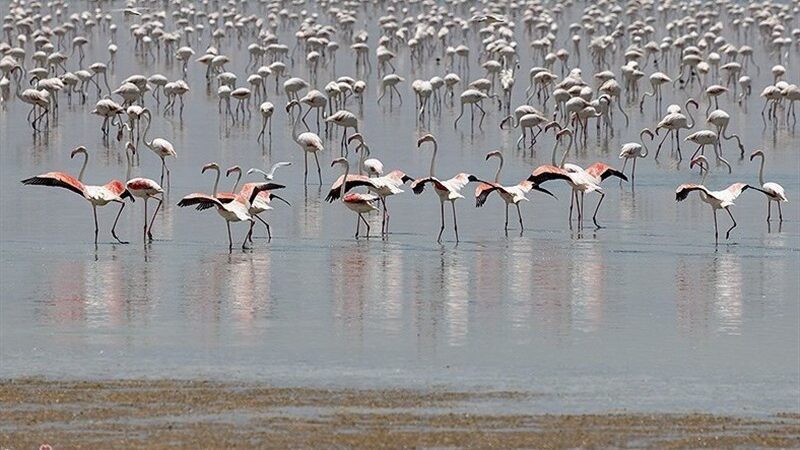 رقص حیرت‌انگیز هزاران پرنده مهاجر در آسمان خلیج‌فارس و جنگل‌های حرا قشم