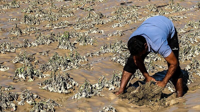 خسارت بی‌سابقه ۴.۵ همتی سیل به کشاورزی جنوب کرمان؛ معیشت هزاران نفر در خطر!