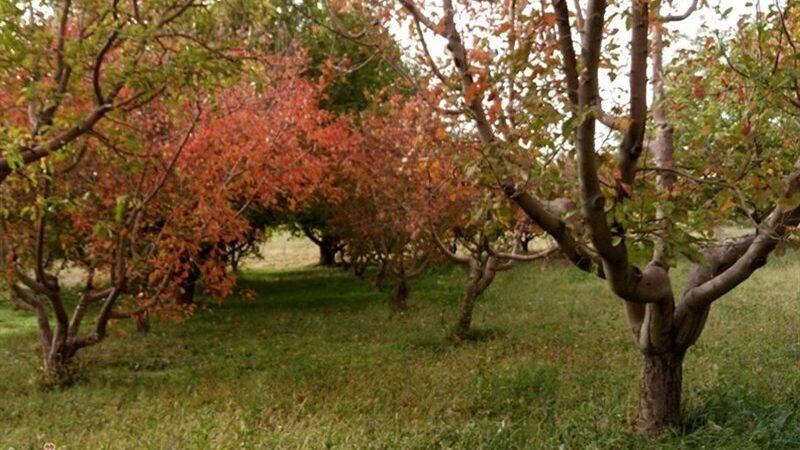 قطع برق زمستانی مزارع زنجان؛ هشدار کشاورزان درباره فعال شدن سارقان!