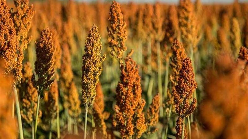 چالش نجات آب در ایران؛ چگونه کشت سورگوم می‌تواند بحران خشکسالی را مهار کند؟