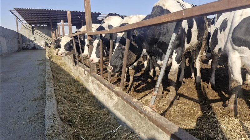 آخورهای خالی در اسلامشهر؛ دامداران در آستانه ورشکستگی و دولت در انتظار تصمیم بزرگ!