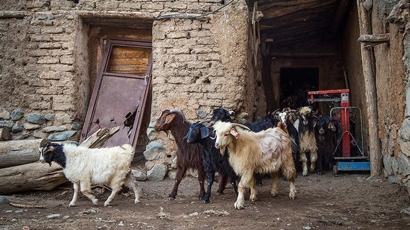حیات روستاهای سیستان به دام‌هایشان بسته است؛ بحران خشکسالی چگونه زندگی را تهدید می‌کند؟