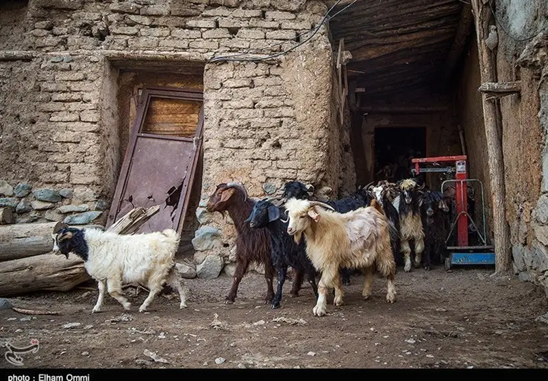 حیات روستاهای سیستان به دام‌هایشان بسته است؛ بحران خشکسالی چگونه زندگی را تهدید می‌کند؟