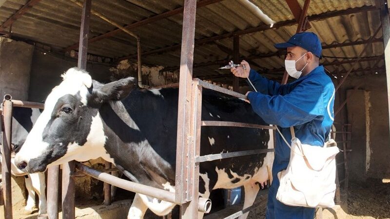 واکسن لمپی‌اسکین به 47 هزار دام سنگین سیستان و بلوچستان رسید؛ کنترل بحران در راه است!