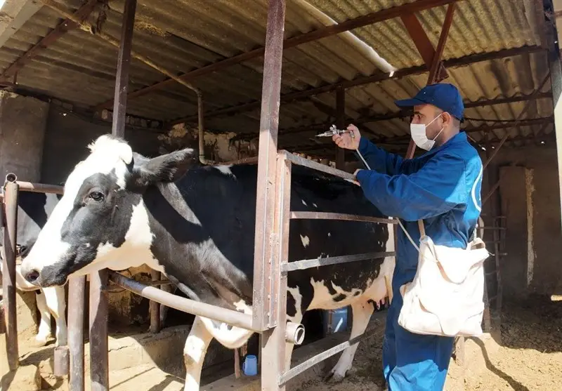 واکسن لمپی‌اسکین به 47 هزار دام سنگین سیستان و بلوچستان رسید؛ کنترل بحران در راه است!