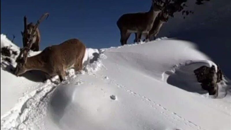 پایش جمعیتی سلاطین کوهستان/ بررسی حال و روز علف‌خواران بزرگ جثه