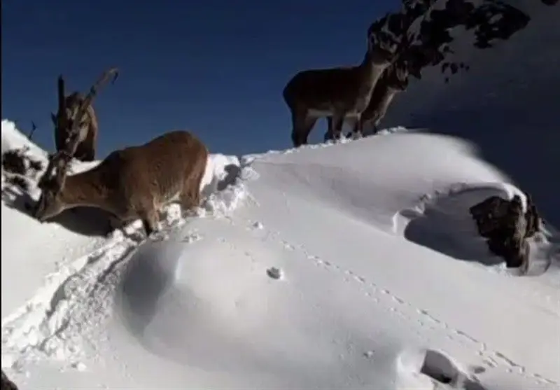 پایش جمعیتی سلاطین کوهستان/ بررسی حال و روز علف‌خواران بزرگ جثه