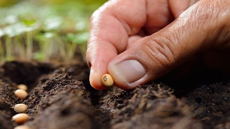 تولید بیش از 23 هزار تن بذر گواهی شده غلات در خراسان رضوی