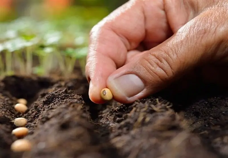 تولید بیش از 23 هزار تن بذر گواهی شده غلات در خراسان رضوی