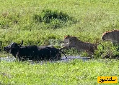 رها شدن تلخ گوساله در برابر شیر؛ صحنه‌ای که قلب‌ها را می‌شکند!