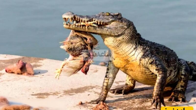 صحنه‌ای نفس‌گیر در حیات‌وحش؛ تمساح خشمگین در تعقیب سمورهای جسور کنار رودخانه!