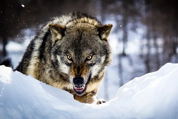 حمله وحشیانه گرگ گرسنه به روستایی در شرق افغانستان؛ ۷ نفر زخمی شدند!