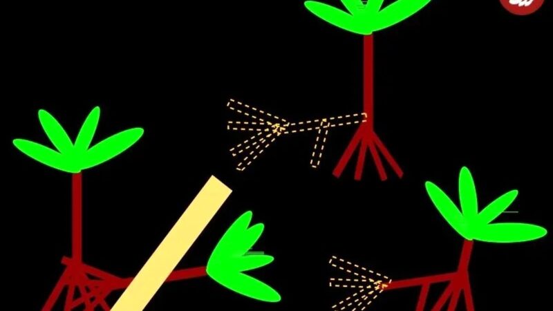 درختی که «پا» دارد و به‌طرزی شگفت‌آور در جنگل‌های بارانی راه می‌رود!