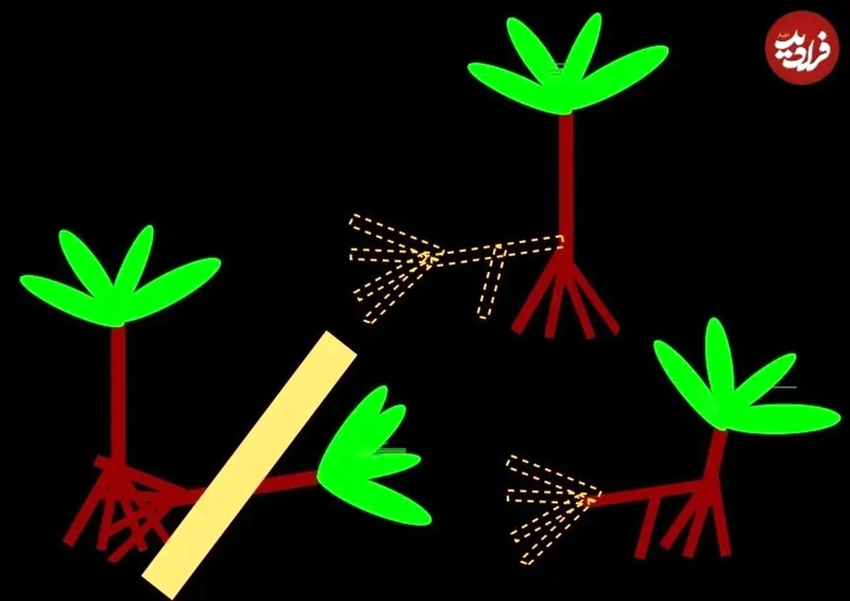 درختی که «پا» دارد و به‌طرزی شگفت‌آور در جنگل‌های بارانی راه می‌رود!