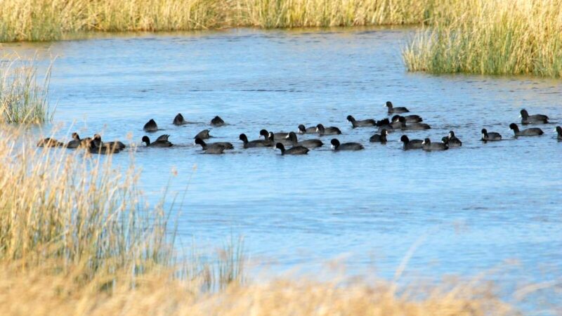 تالاب کانی برازان مهاباد چگونه پس از باران‌های سنگین جان تازه گرفت؟