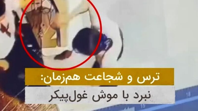 دختر شجاعی که با پاهایش موش غول‌پیکر را گرفت و همه را شوکه کرد!