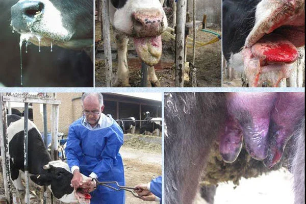 خسارت سنگین تب برفکی به دامداران اصفهان؛ ضرورت مرزبندی بهداشتی جدی‌تر شد