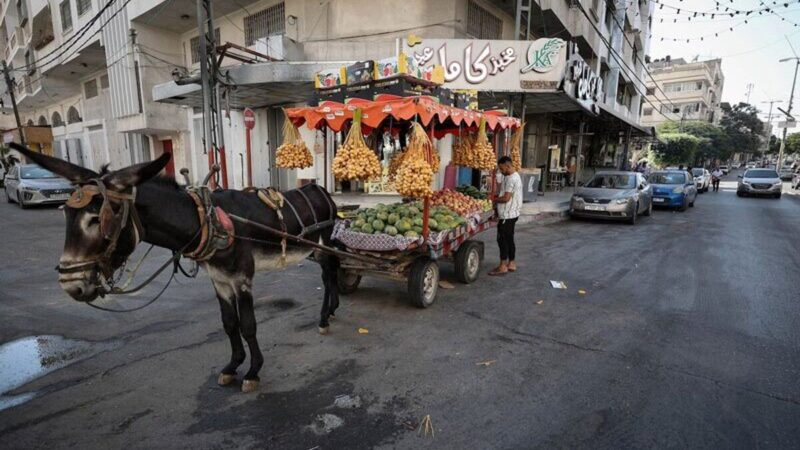 رفتار متناقض آلمان؛ پذیرش الاغ‌های غزه اما رد درمان کودکان فلسطینی!