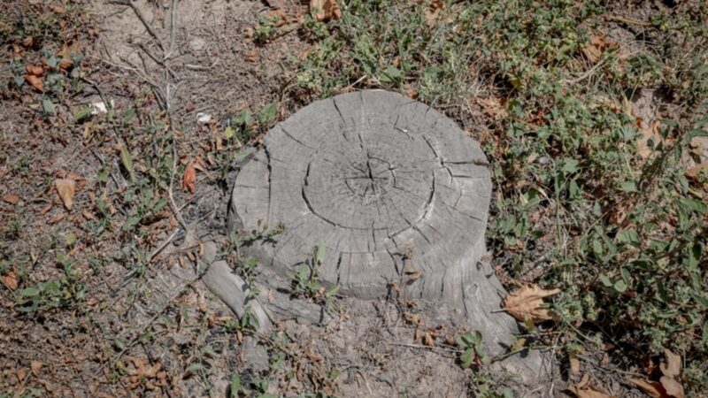 قطع غیرمجاز درختان در بابل؛ پرونده قضایی برای متخلفان باز شد!