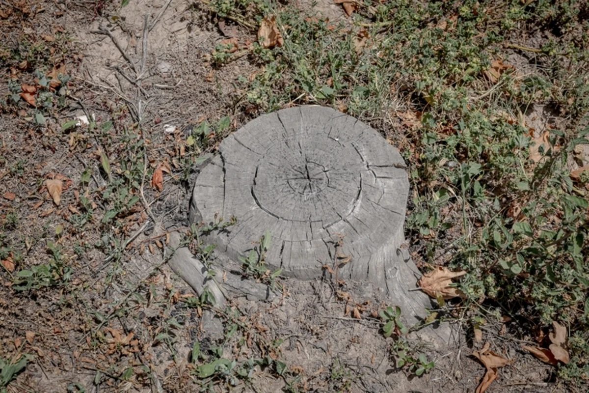 قطع غیرمجاز درختان در بابل؛ پرونده قضایی برای متخلفان باز شد!