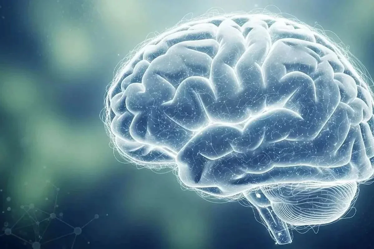 چرا مغز ما تصاویر زیبا را با مصرف کمتر انرژی پردازش می‌کند؟