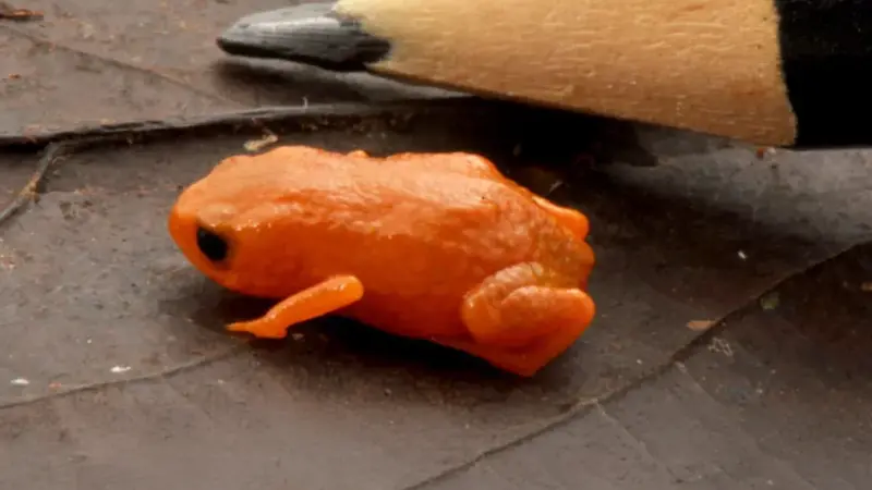 کشف کوچک‌ترین وزغ دنیا به اندازه نوک مداد در برزیل؛ صدای جفت‌گیری که زیست‌شناسان را شگفت‌زده کرد!