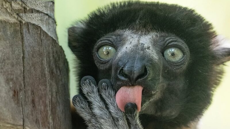 تصاویری شگفت‌انگیز و نادر از دنیای عجیب حیوانات که شما را متحیر می‌کند!