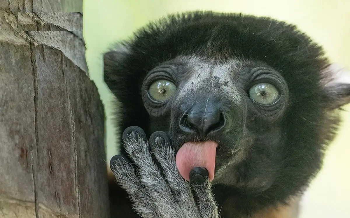 ی شگفت‌انگیز و نادر از دنیای عجیب حیوانات که شما را متحیر می‌کند - وب‌گردی