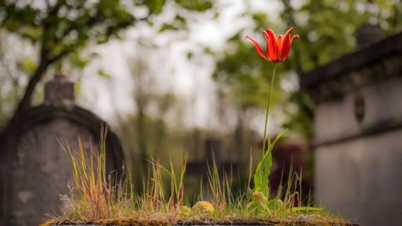 چرا «تئوری تشییع جنازه» زندگی شما را برای همیشه تغییر می‌دهد؟ راز خوشبختی که همه جا می‌گویند!