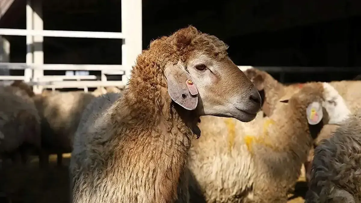 قیمت دام زنده امروز ۳۰ آذر؛ چرا نرخ‌ها در برخی استان‌ها ثابت ماند؟