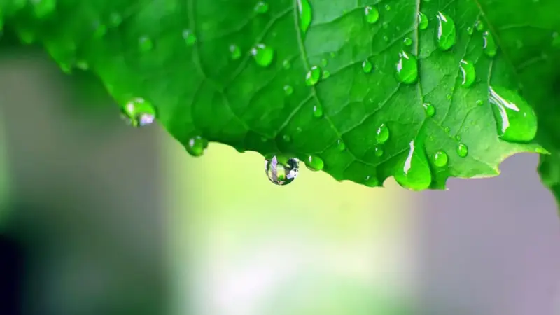 رمز و راز اشعار حافظ؛ آیا باران هدایت به زودی می‌بارد؟