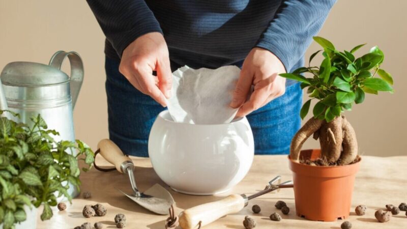 فیلتر قهوه؛ راز ساده اما معجزه‌آسا برای نجات گیاهان آپارتمانی شما!