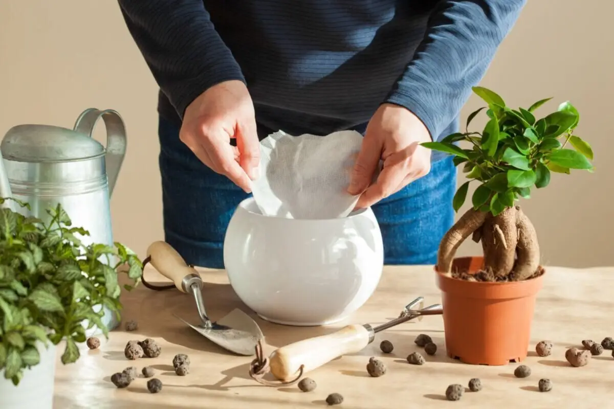 فیلتر قهوه؛ راز ساده اما معجزه‌آسا برای نجات گیاهان آپارتمانی شما!